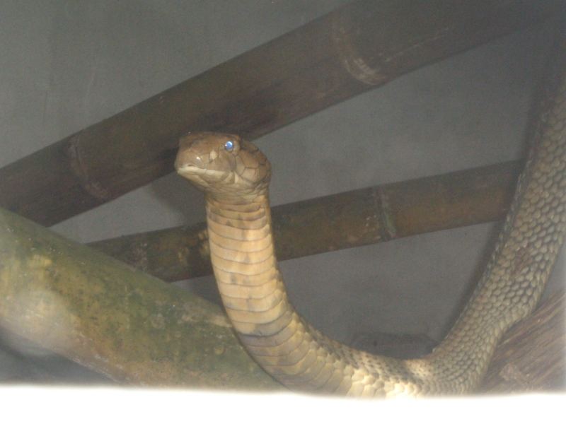 Königskobra (Snakefarm, Koh Samui, Thailand)