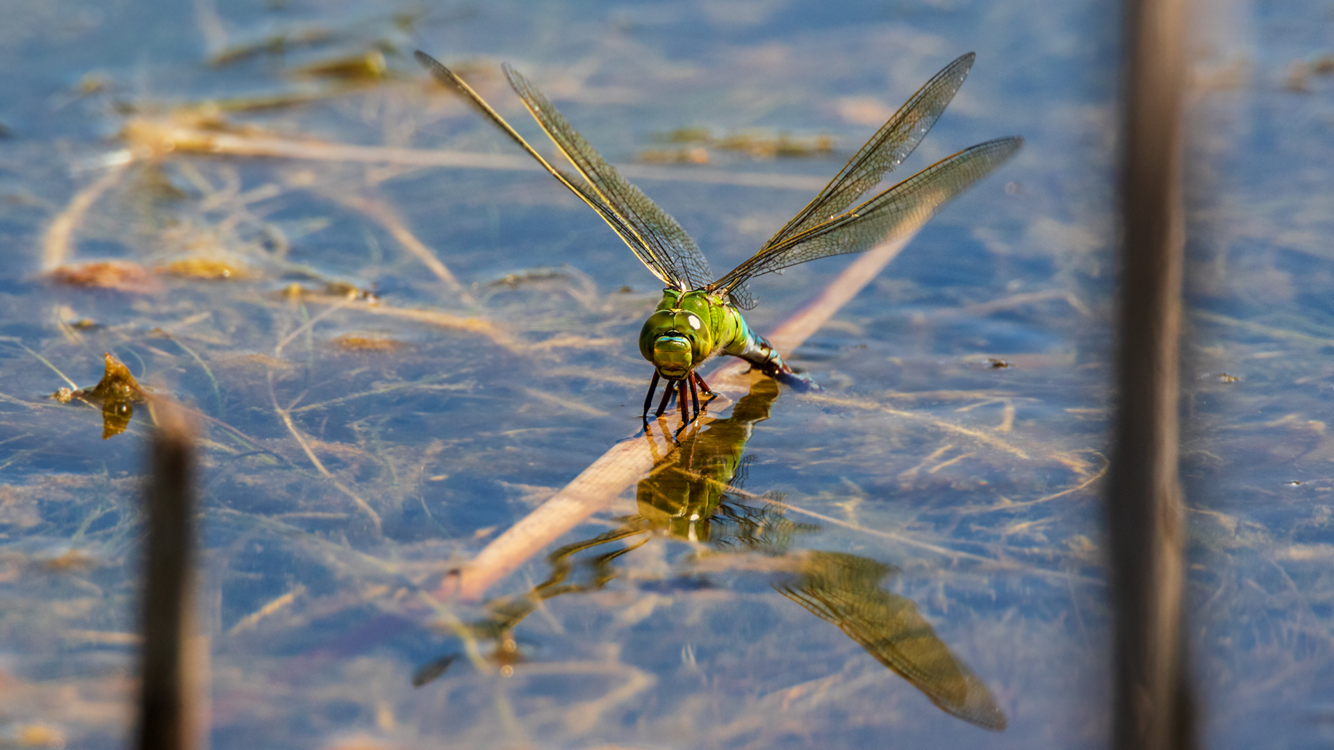 Königslibelle 001