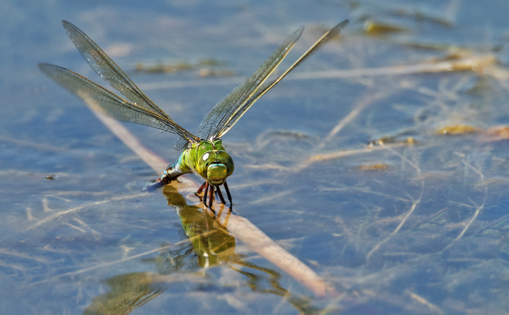 Königslibelle 002a 