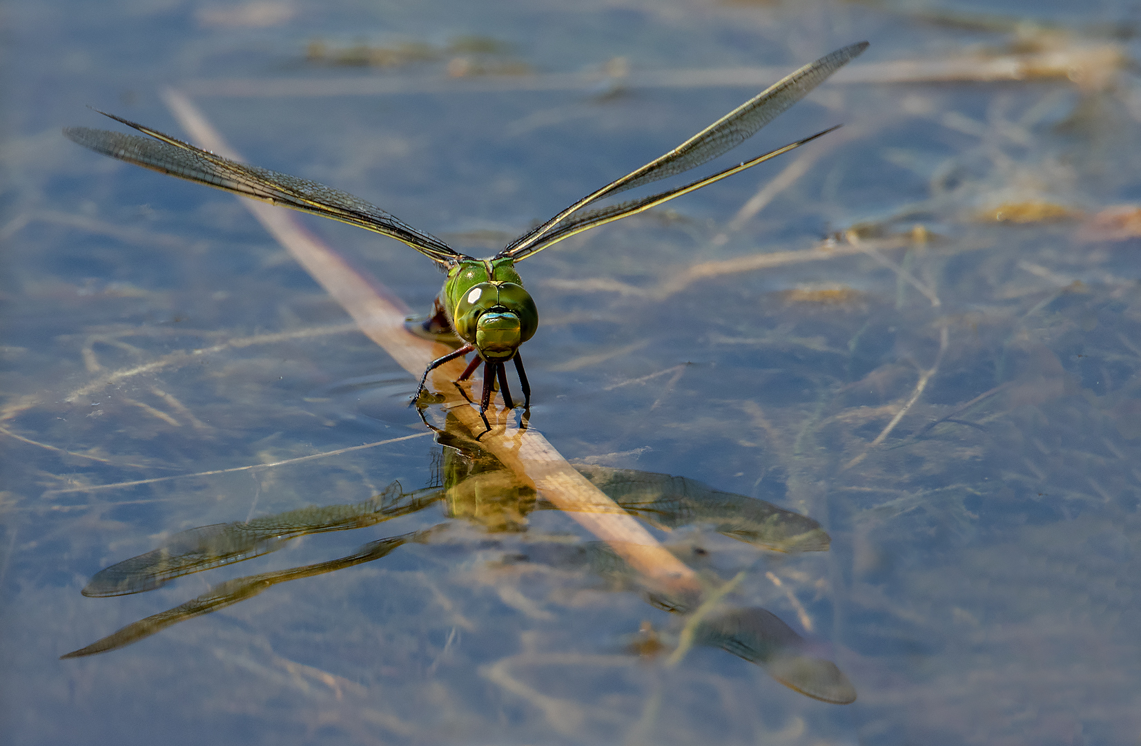 Königslibelle