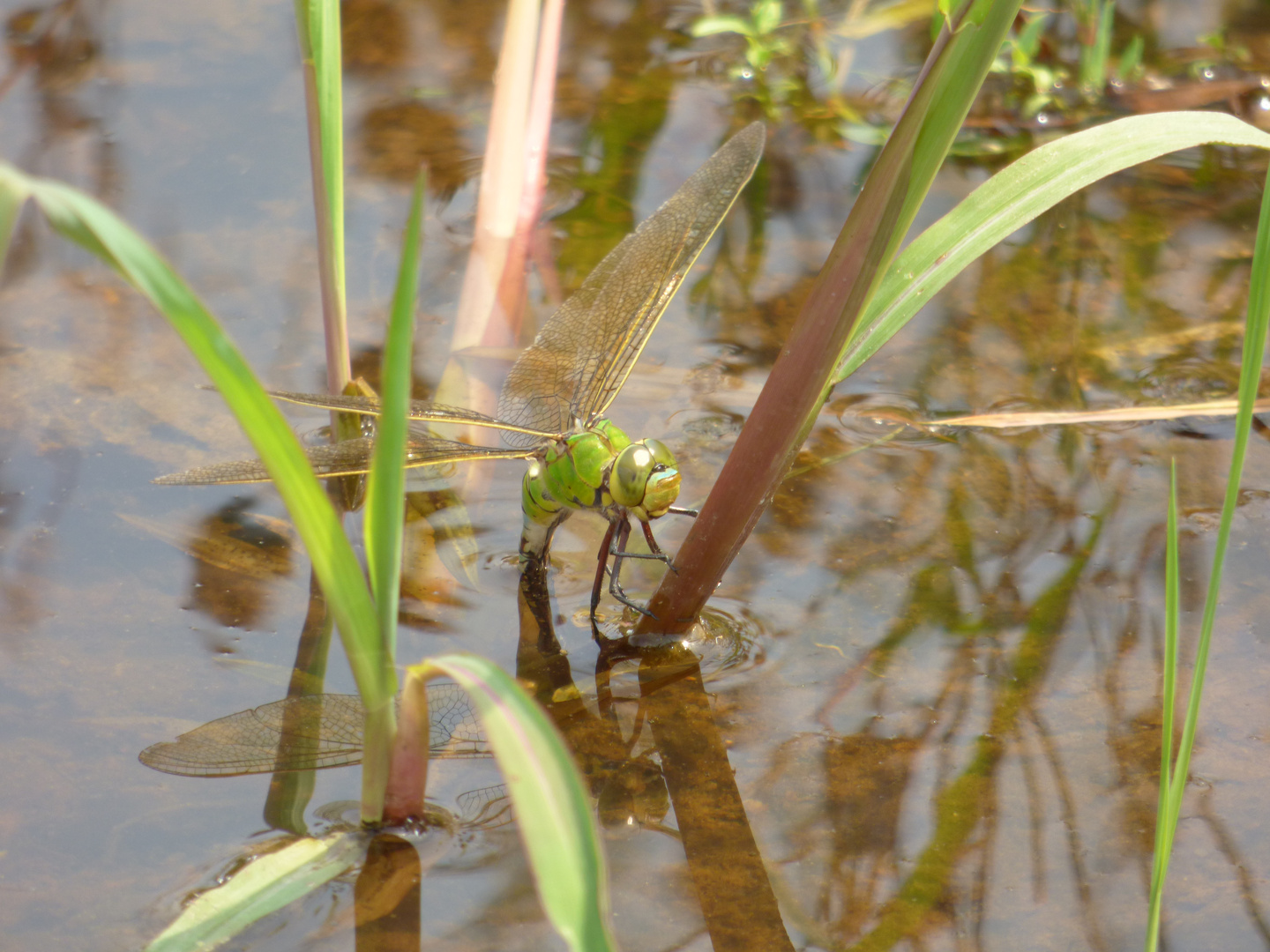 Königslibelle .