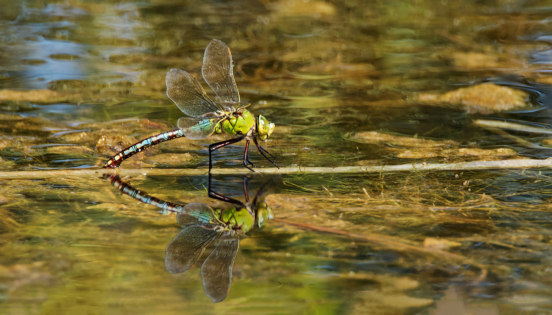 Königslibelle 