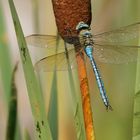 Königslibelle an einer Schilfzigarre