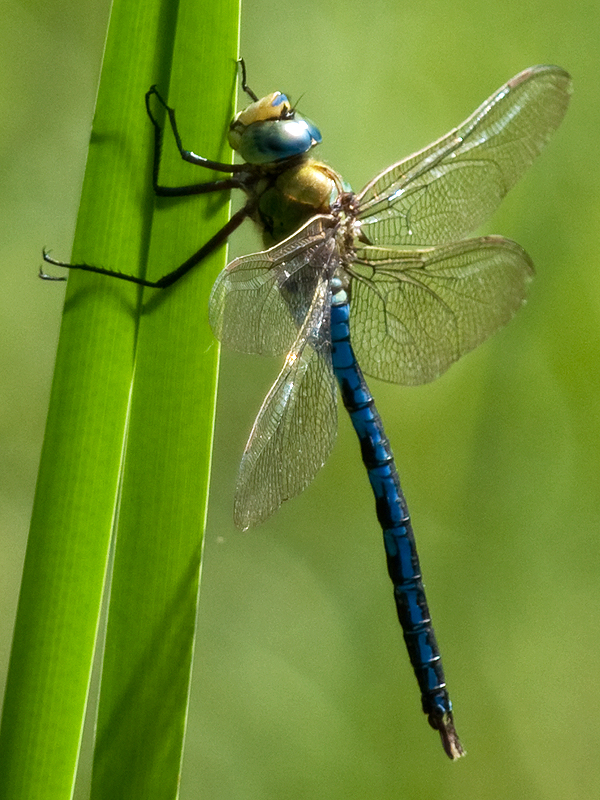 Königslibelle (Anax imperator)