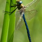 Königslibelle (Anax imperator)