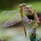 Königslibelle (anax imperator) http://de.wikipedia.org/wiki/Anax_imperator