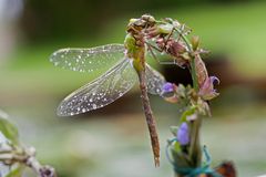 Königslibelle (anax imperator) http://de.wikipedia.org/wiki/Anax_imperator