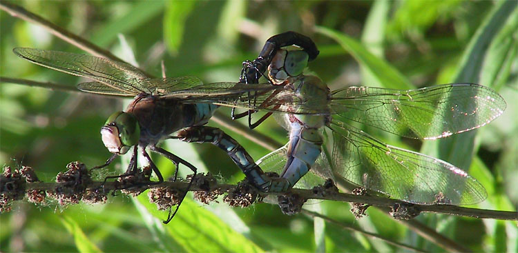 Königslibelle Anax parthenope