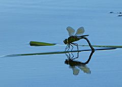 Königslibelle auf dem Wasser