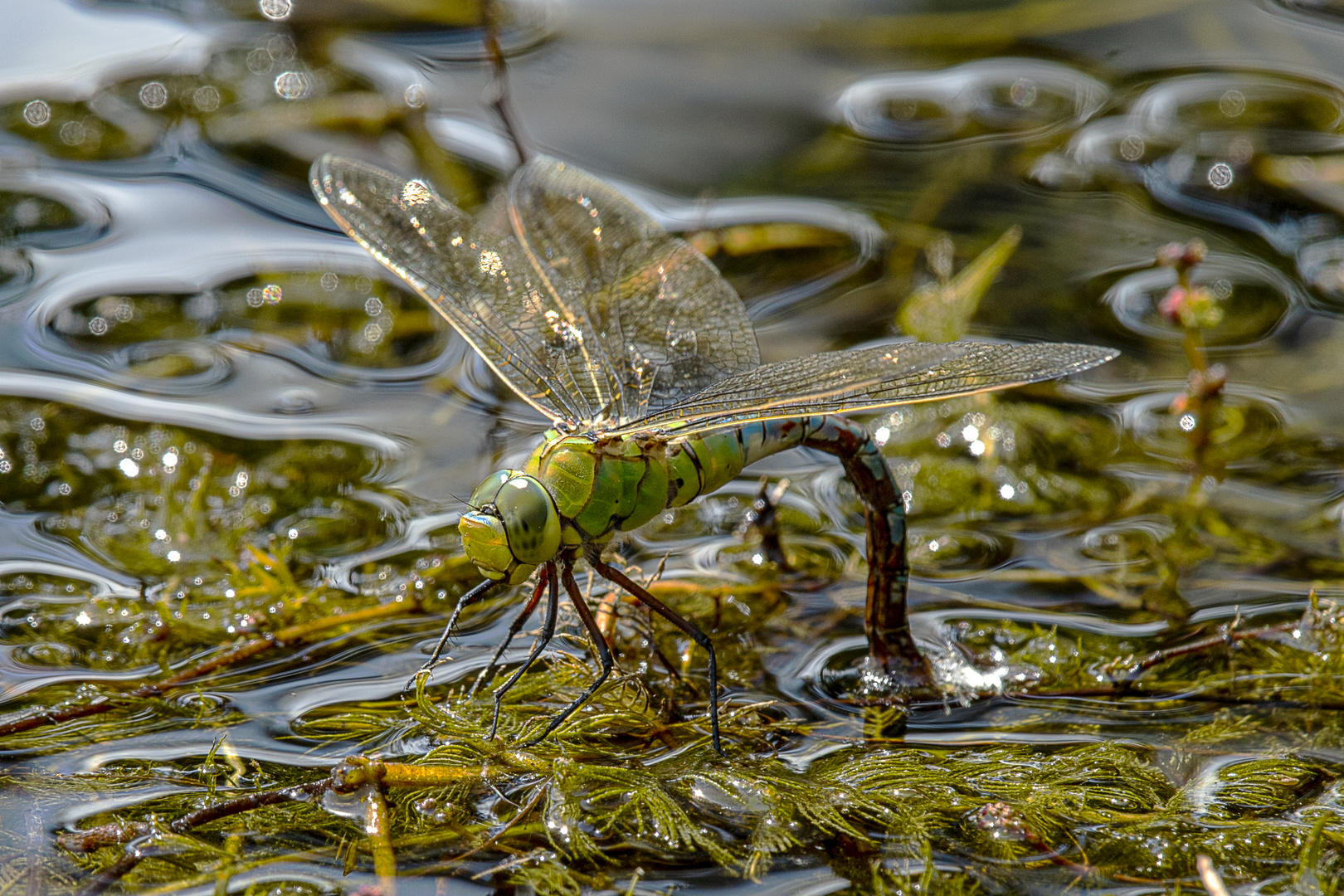 Königslibelle auf Wasser