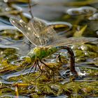 Königslibelle auf Wasser