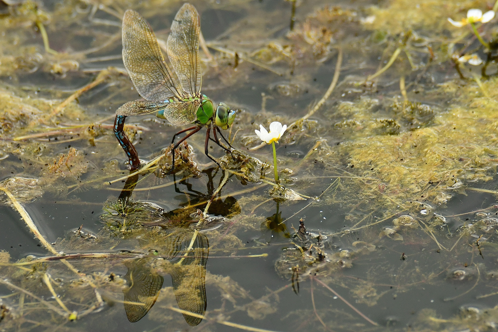 Königslibelle bei de Eiablage 