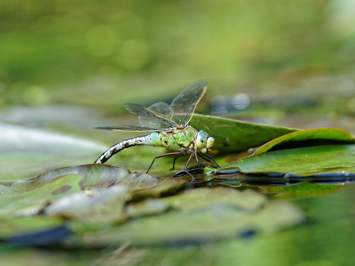 Königslibelle bei der Eiablage