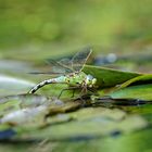 Königslibelle bei der Eiablage