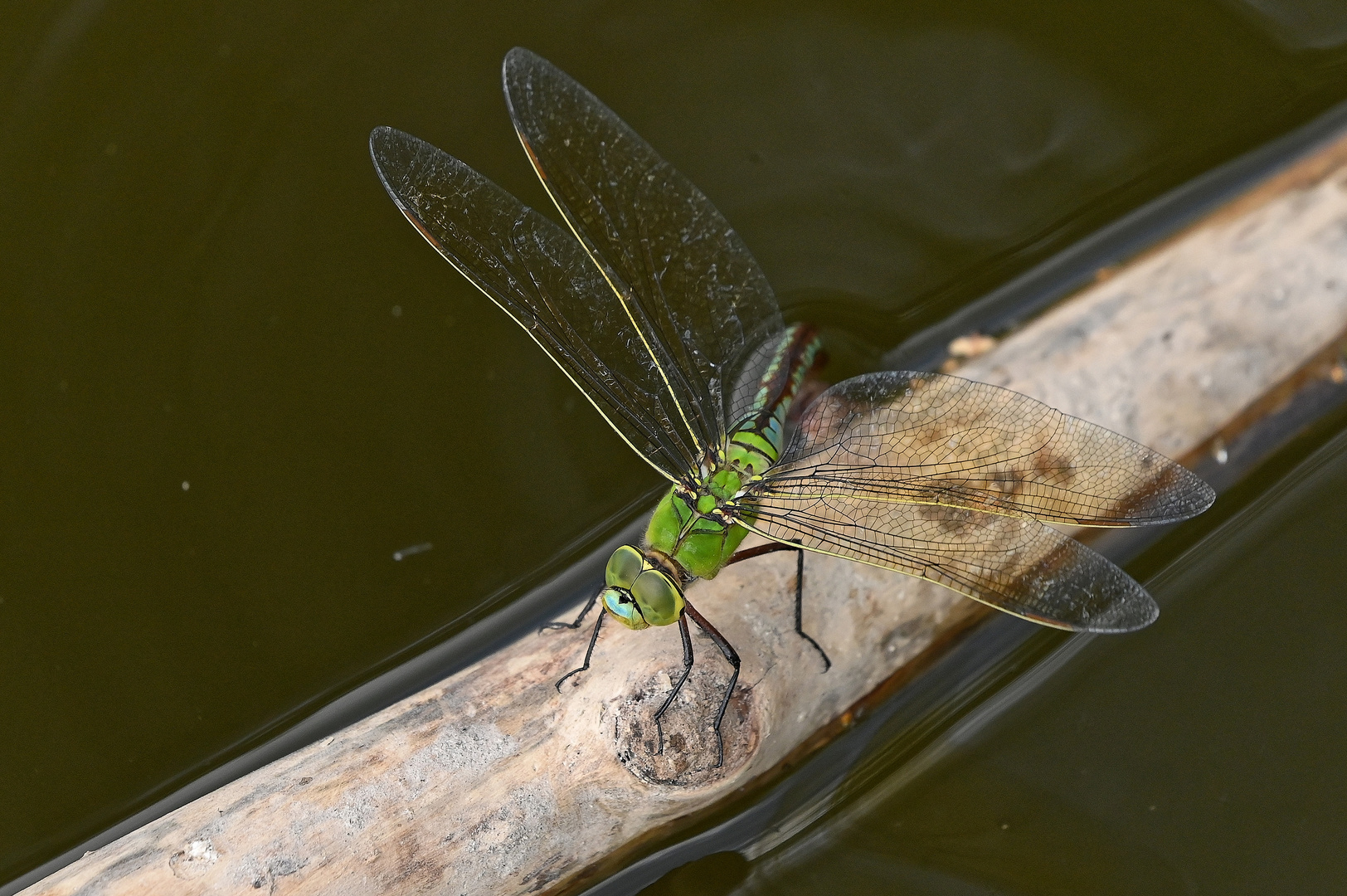 Königslibelle bei der Eiablage