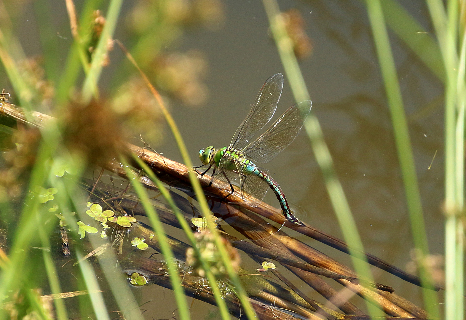 Königslibelle bei der Eiablage