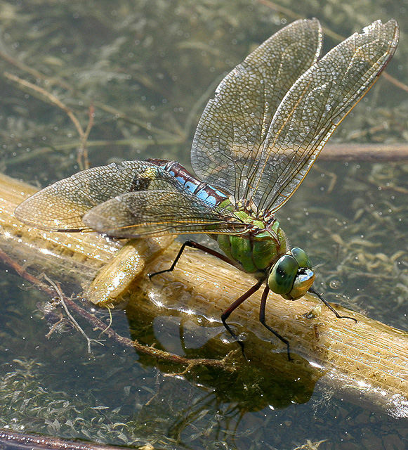 Königslibelle bei der Eiablage