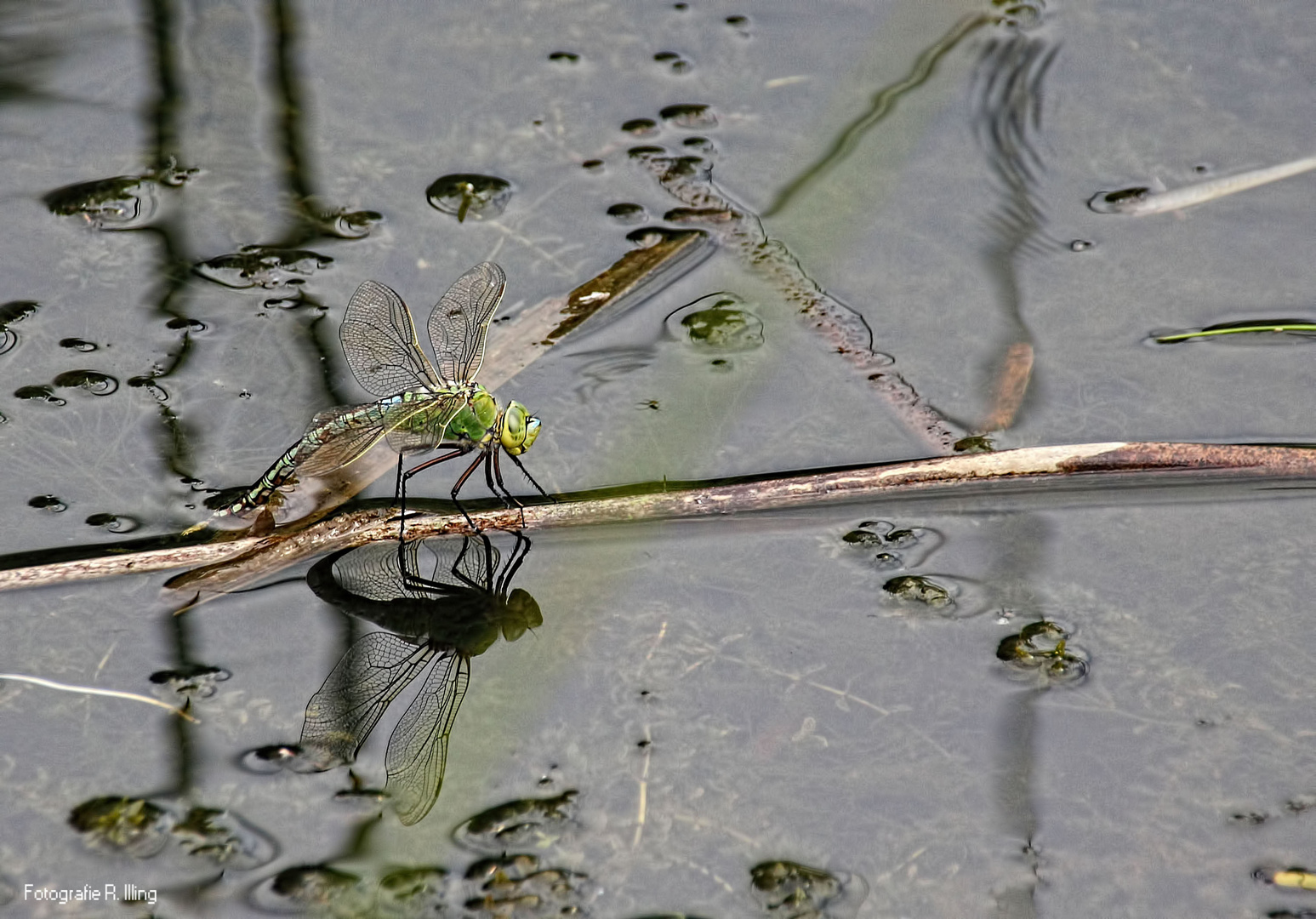 Königslibelle bei der Eiablage