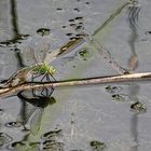 Königslibelle bei der Eiablage