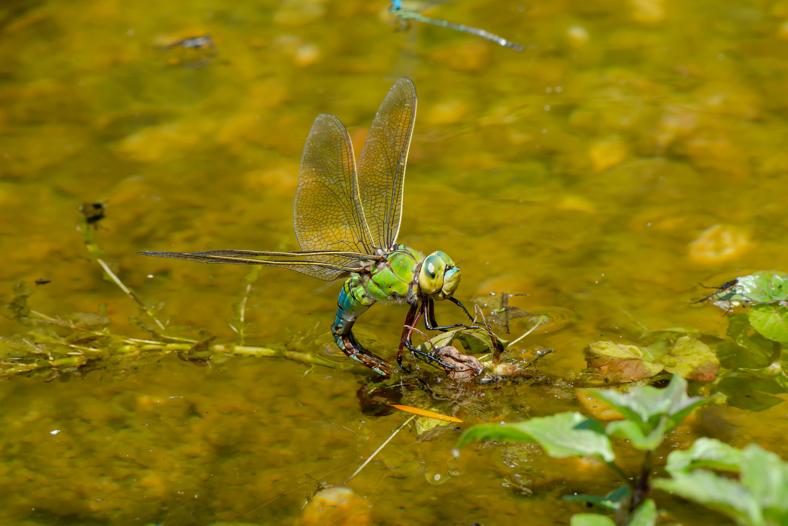 Königslibelle bei der Eiablage