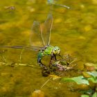 Königslibelle bei der Eiablage