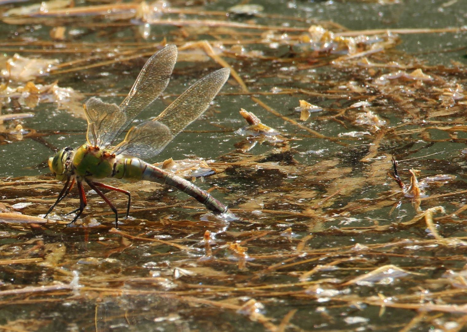 Königslibelle bei der Eiablage die 2Te