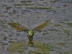 Königslibelle bei der Eiablage.....