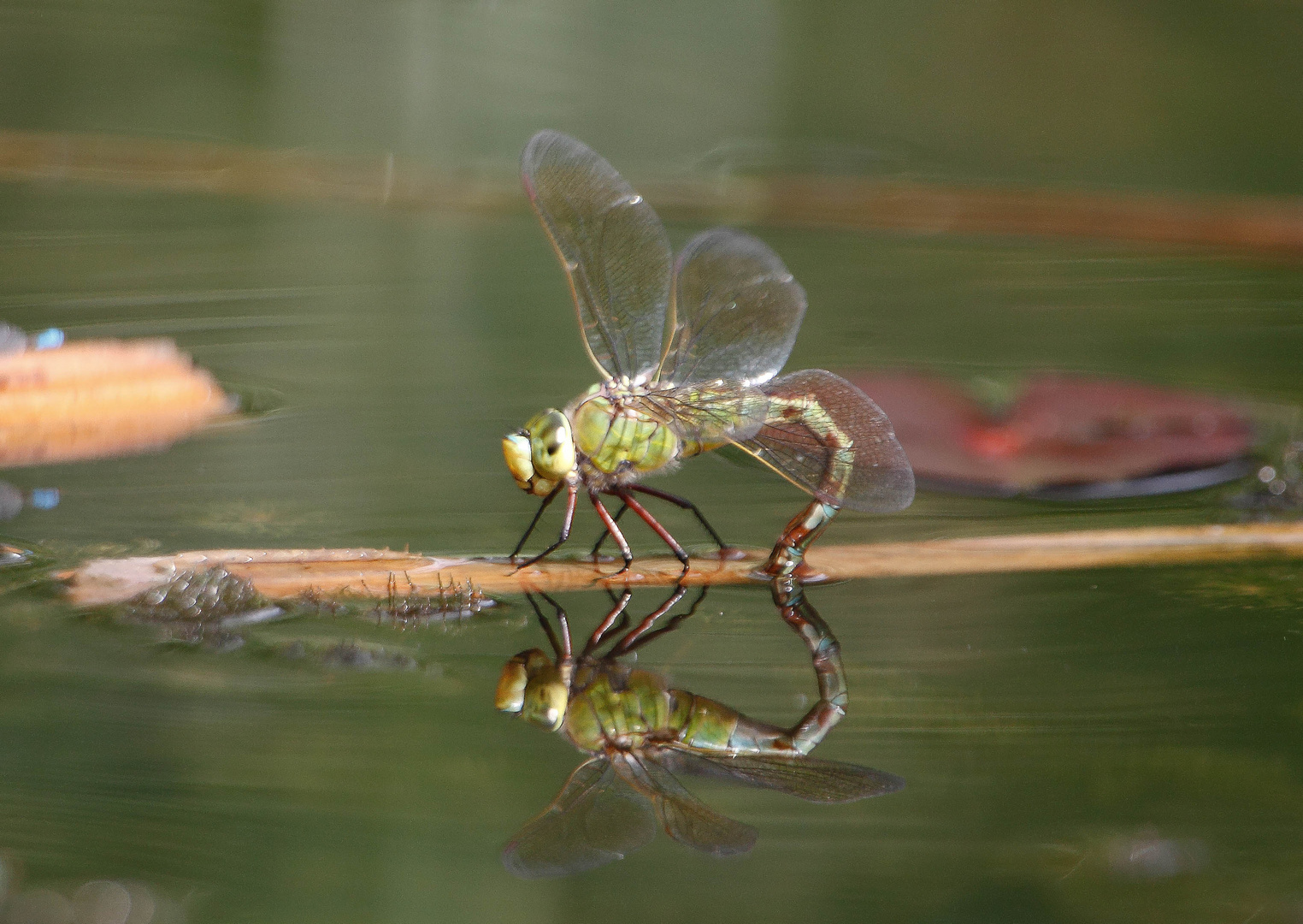 Königslibelle bei der Eiablage