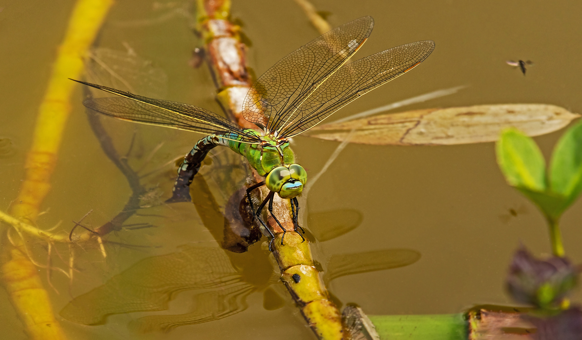 Königslibelle beim Ablaichen 001