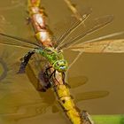 Königslibelle beim Ablaichen 001