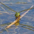 Königslibelle beim Ablaichen 001