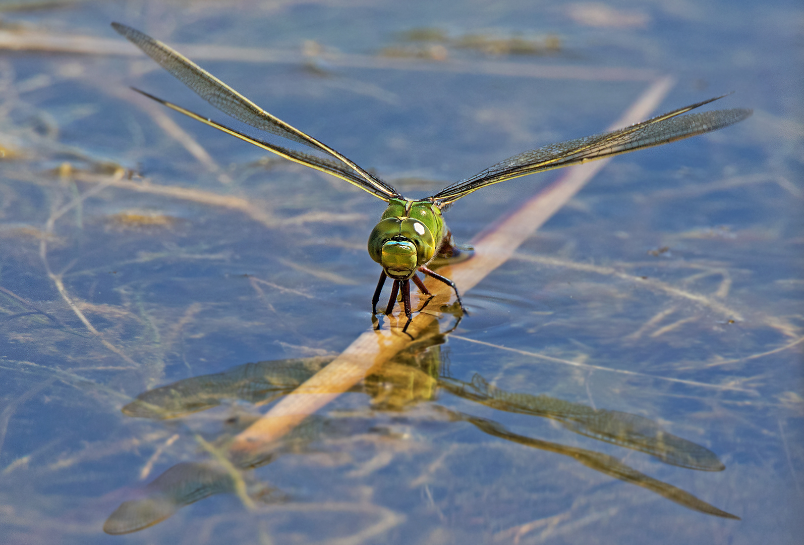 Königslibelle beim Ablaichen