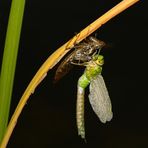 Königslibelle-beim Schlüpfen