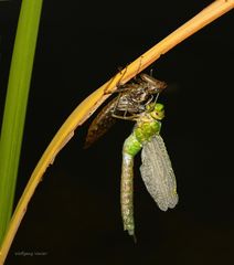 Königslibelle-beim Schlüpfen