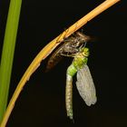 Königslibelle-beim Schlüpfen