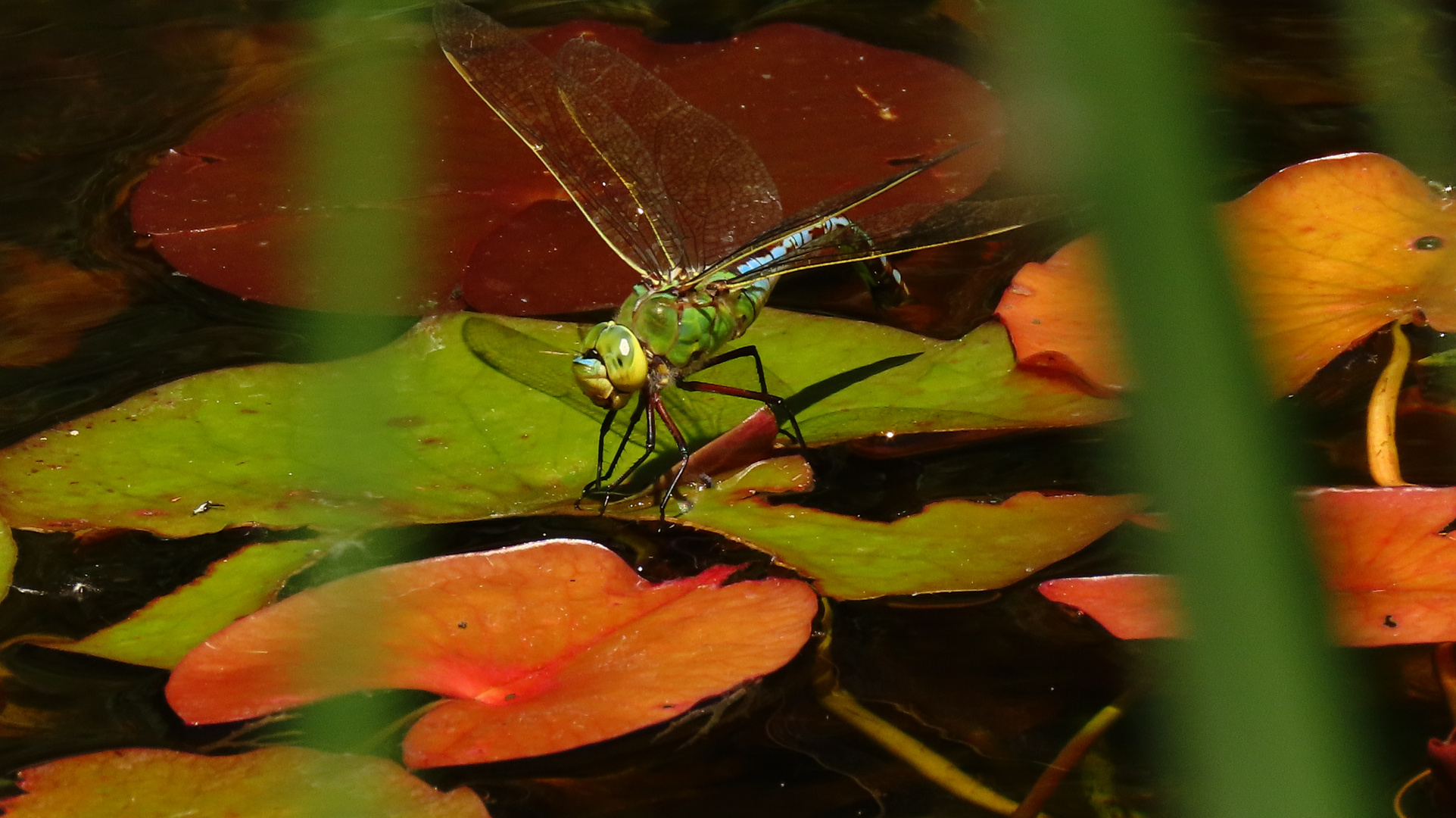 Königslibelle