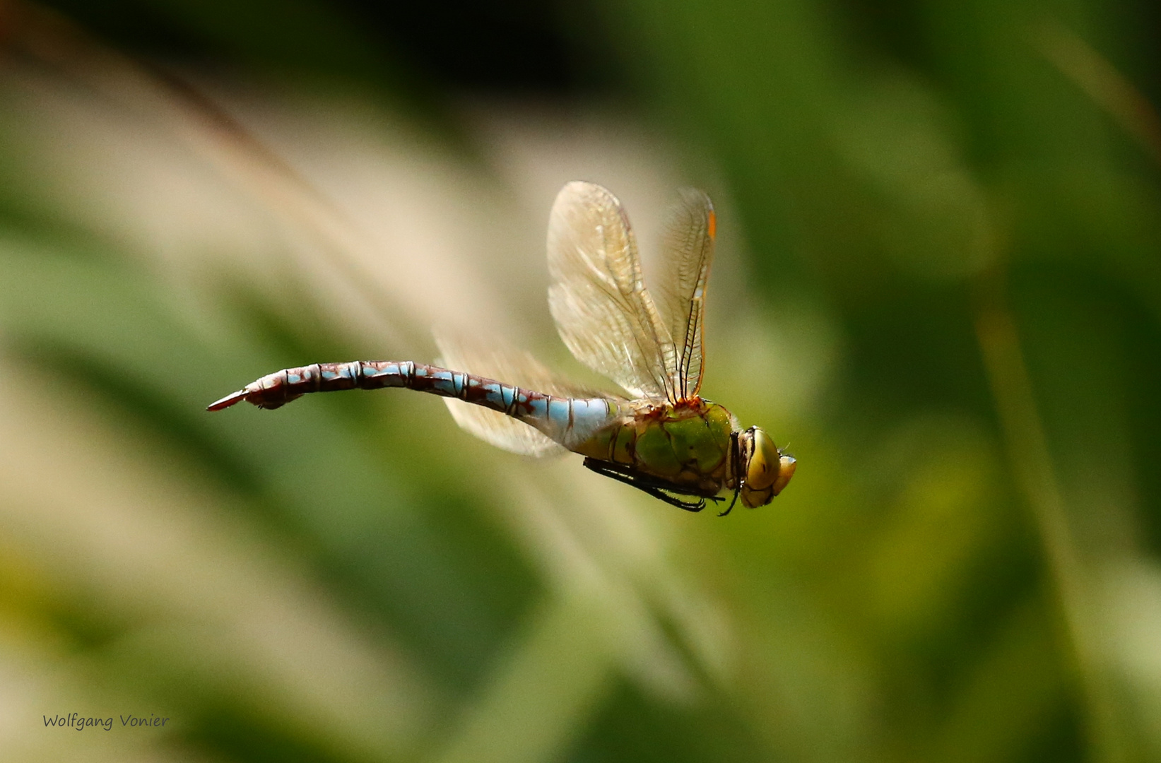 Königslibelle im Flug 