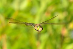 Königslibelle im Flug (3)