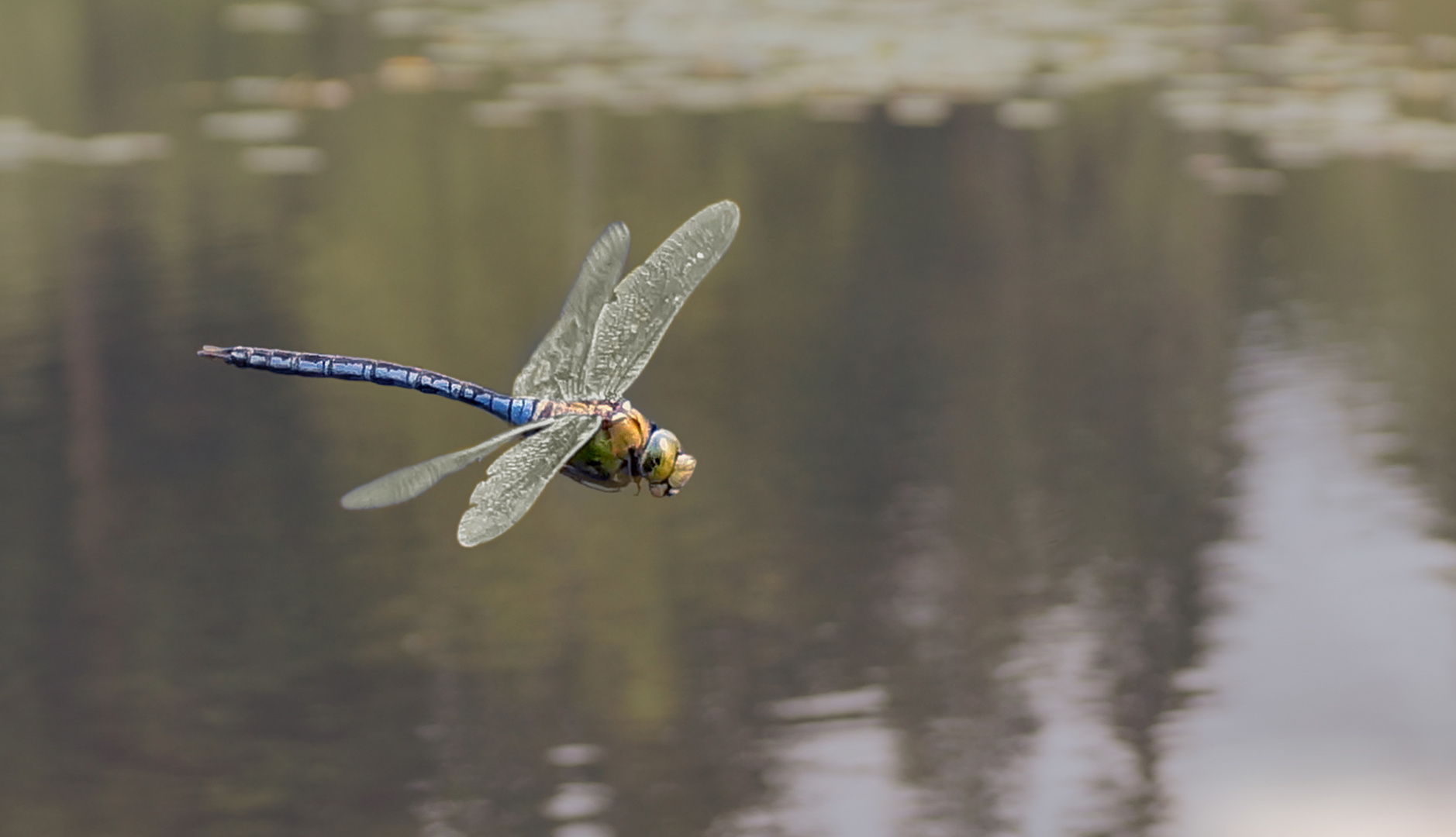 Königslibelle im Flug