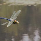 Königslibelle im Flug