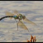 Königslibelle im Flug bei der Eiablage