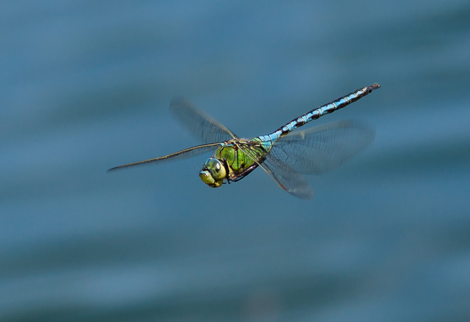 Königslibelle im Flug