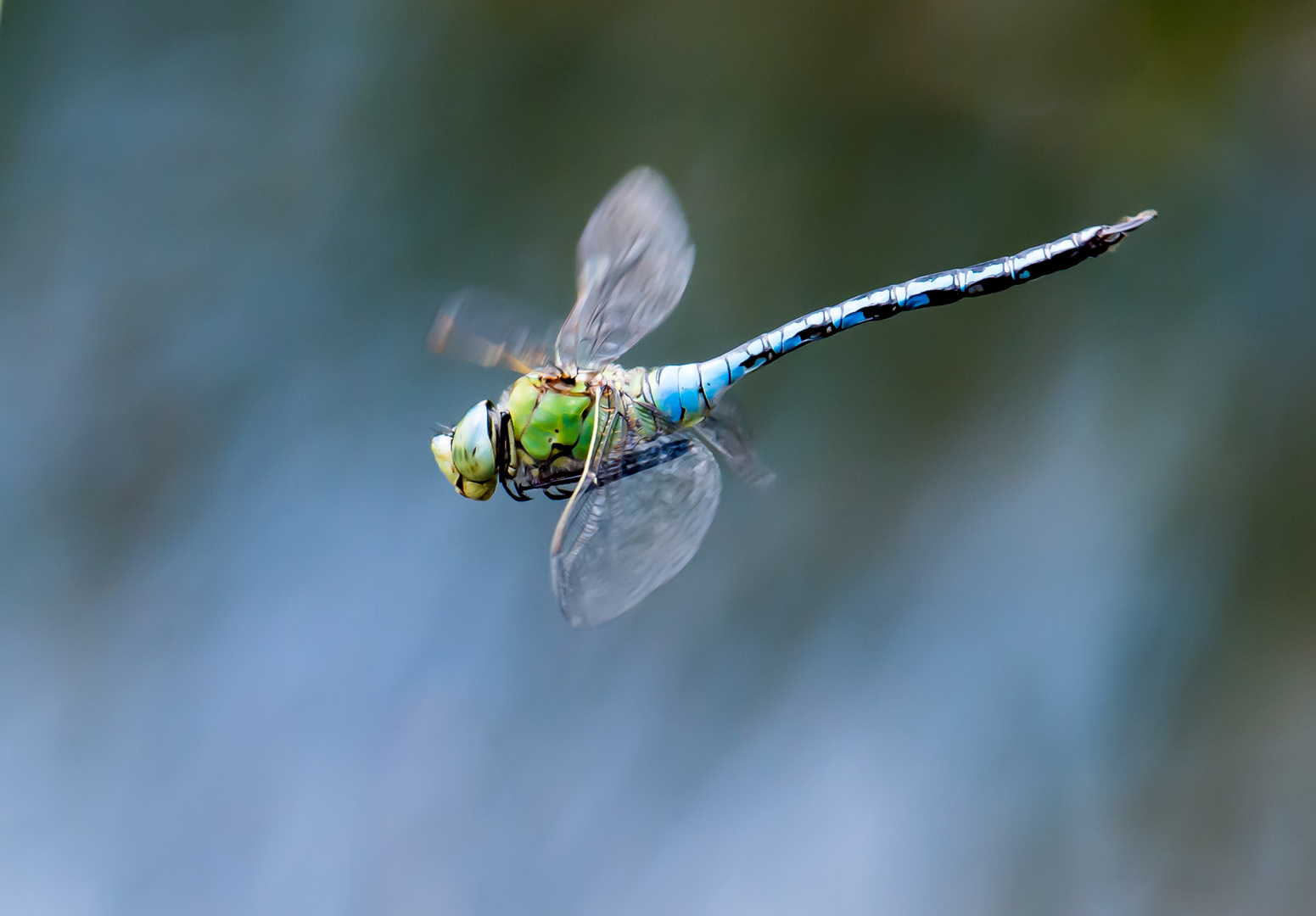 Königslibelle im Flug