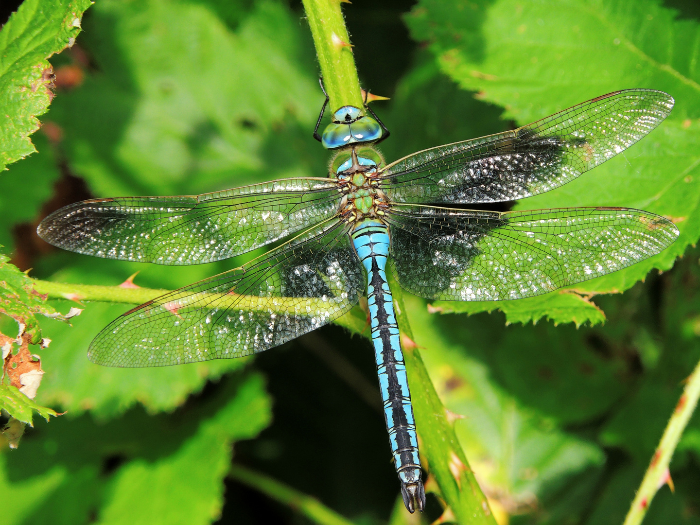 Königslibelle-Männchen/Anax Imperator