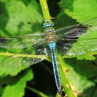 Königslibelle-Männchen/Anax Imperator