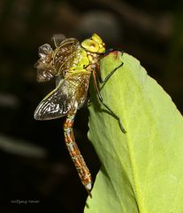 Königslibelle nach dem Schlüpfen