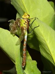 Königslibelle nach dem Schlüpfen