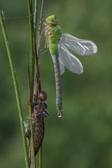 Königslibelle nach dem Schlupf