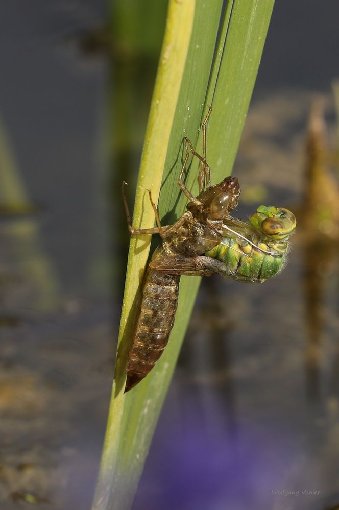 Königslibelle während des Schlüpfens