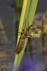 Königslibelle während des Schlüpfens